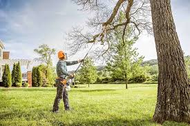 Trusted Walnut Creek, CA  Tree Services Experts