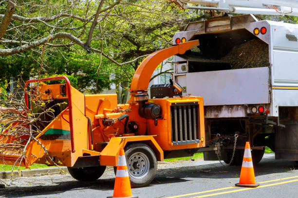 How Our Tree Care Process Works  in  Walnut Creek, CA